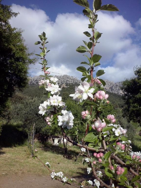 Villa Ferulas Oliena Rom bilde